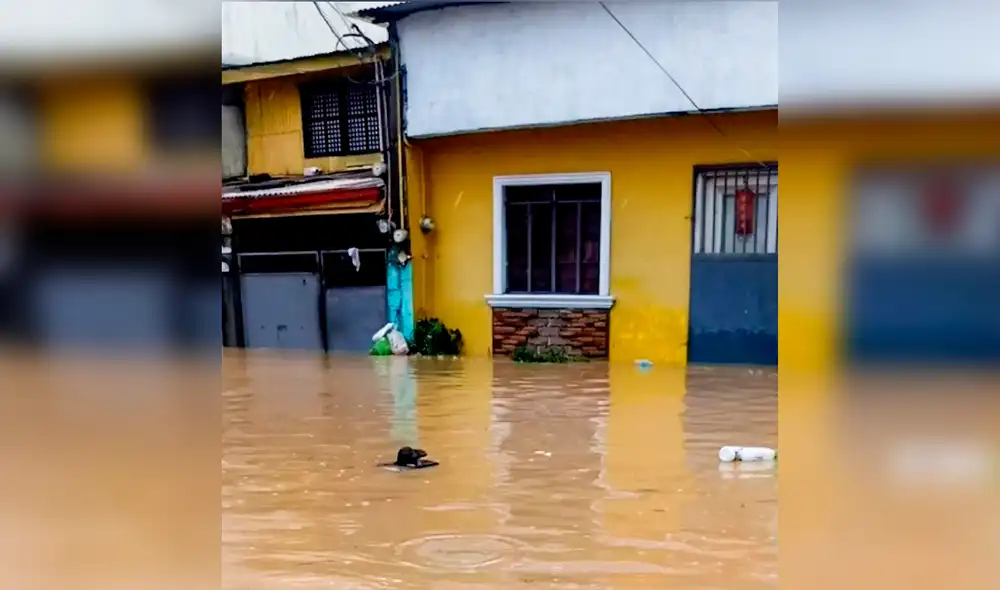 Desliza las imágenes para ver a la intrépida rata salvando su vida tras el paso del tifón. Foto: Facebook Desliza las imágenes para ver a la intrépida rata salvando su vida tras el paso del tifón. Foto: Facebook