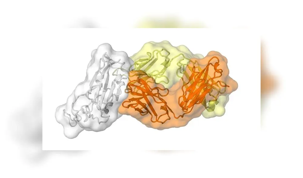 Anticuerpo CR3022, aislado de un sobreviviente del SARS del 2003. Foto: Laboratorio Wilson. Anticuerpo CR3022, aislado de un sobreviviente del SARS del 2003. Foto: Laboratorio Wilson.