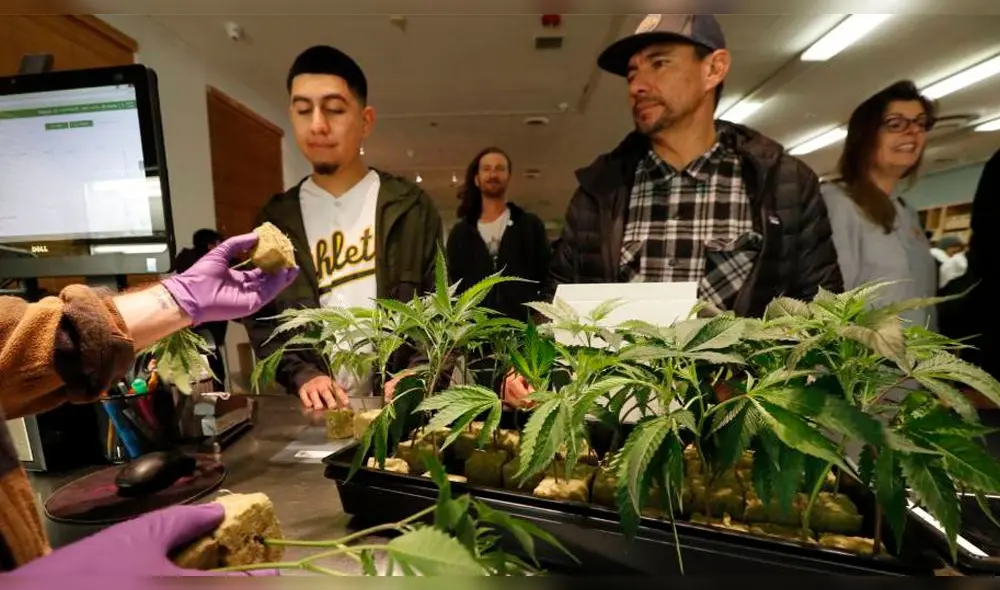 Estados Unidos: Hacen largas colas en California para comprar marihuana Estados Unidos: Hacen largas colas en California para comprar marihuana