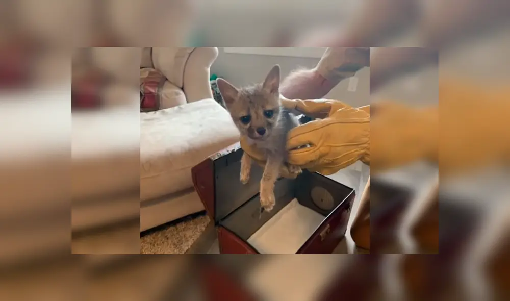 El cachorro fue juntado con otras crías de zorro en el centro de rescate.