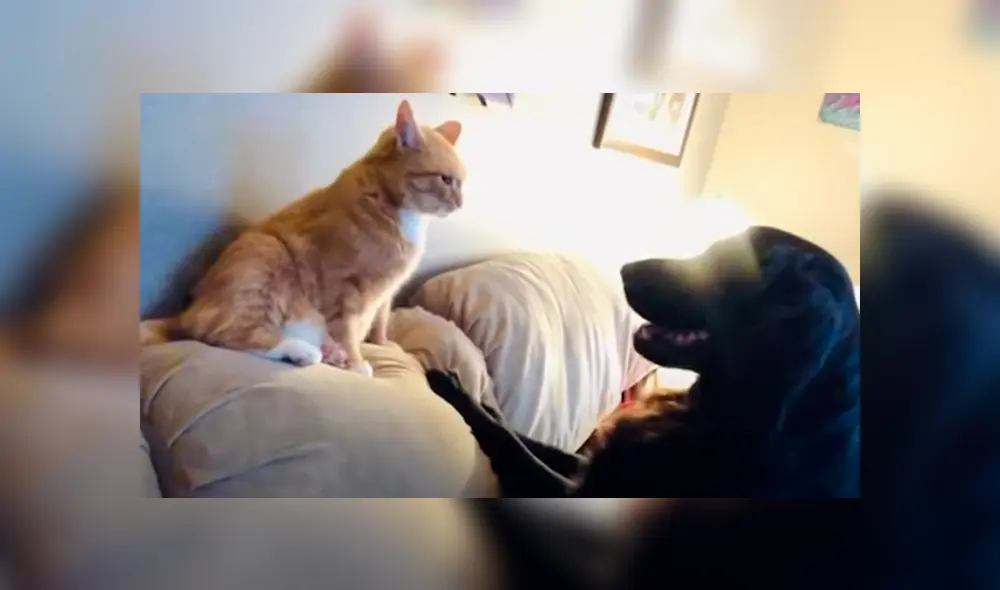 Desliza las imágenes para conocer el emotivo momento que protagonizaron un perro junto a un gato. Desliza las imágenes para conocer el emotivo momento que protagonizaron un perro junto a un gato.