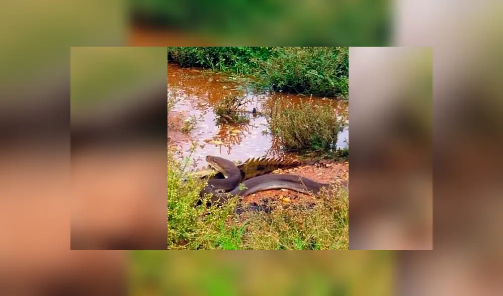 Hombre graba el momento en que una enorme serpiente devora a cocodrilo. Hombre graba el momento en que una enorme serpiente devora a cocodrilo.
