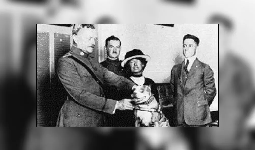 Stubby, el perro sargento que salvó vidas y capturó a un espía alemán en la Gran Guerra