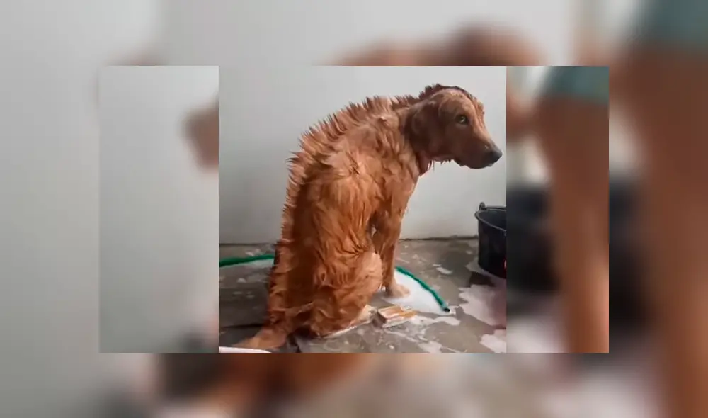 YouTube viral: chica le hace cambio de ‘look’ a su perro y este tiene insólita reacción al notarlo