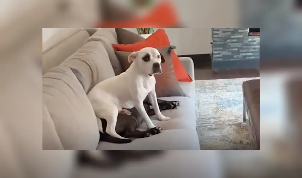 El can fue rescatado de las calles y poco a poco fue adaptándose a estar junto a personas y otros animales. Foto: Facebook El can fue rescatado de las calles y poco a poco fue adaptándose a estar junto a personas y otros animales. Foto: Facebook