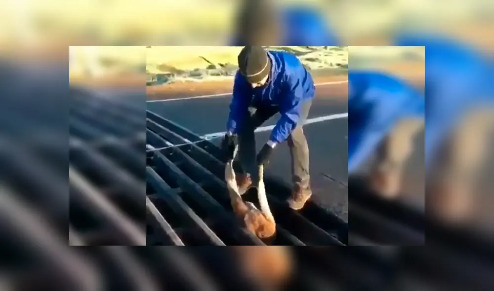 En Facebook, una criatura recorría una carretera y quedó atrapada en la alcantarilla, para su suerte recibió ayuda. En Facebook, una criatura recorría una carretera y quedó atrapada en la alcantarilla, para su suerte recibió ayuda.
