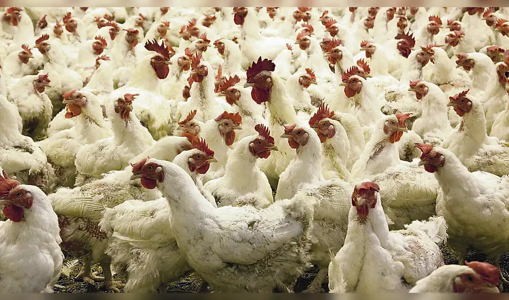 Avicultura liberteña continúa creciendo y ya se ubica en el segundo puesto