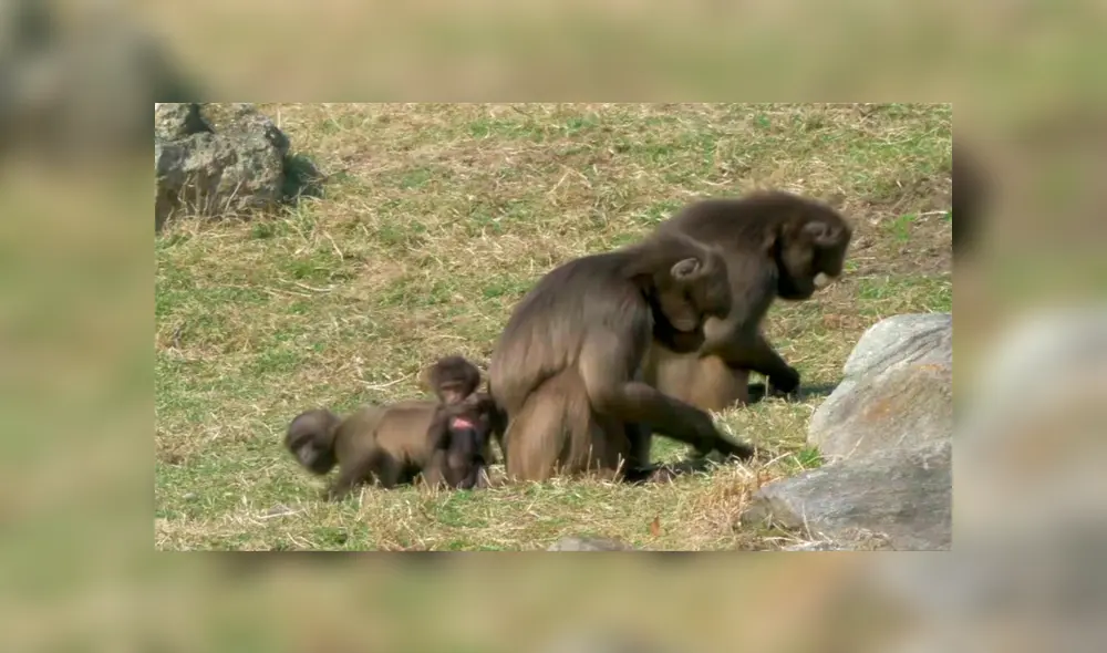 Denuncian a maestro por comparar a estudiantes afroamericanos con monos [VIDEO] 