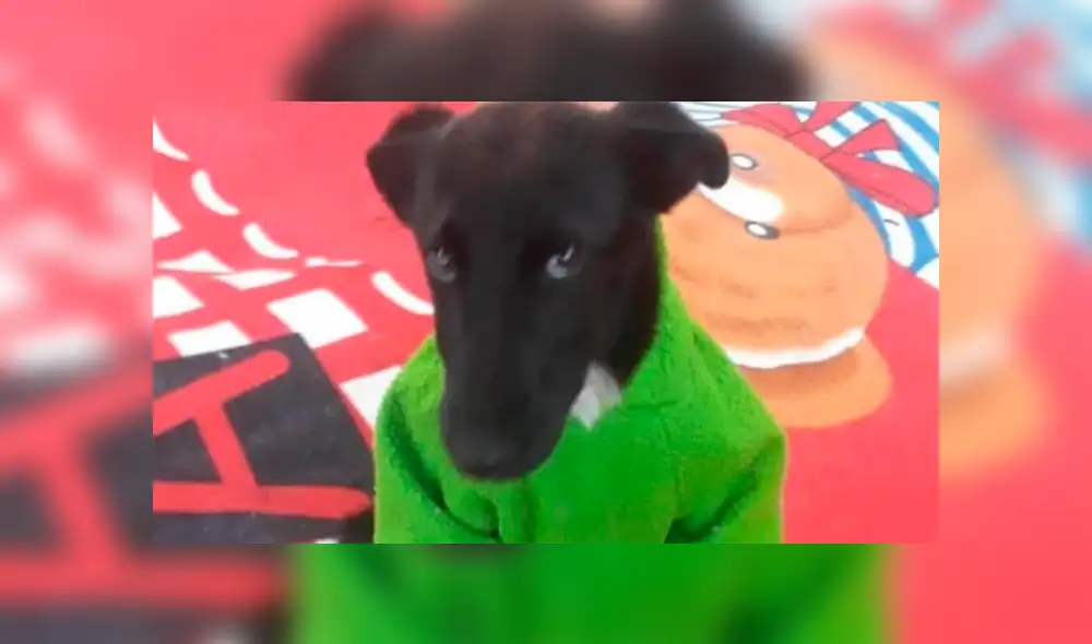 facebook – redes sociales – WhatsApp – mascotas – lomitos – discriminación – animales