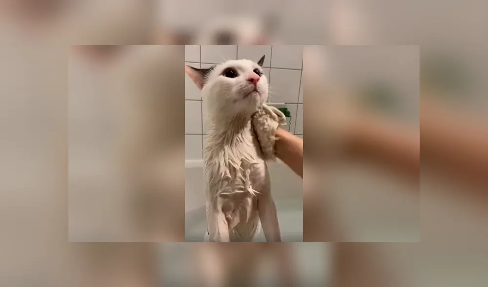 Desliza las imágenes hacia la izquierda para apreciar el inesperado comportamiento de un gato al ser bañado.