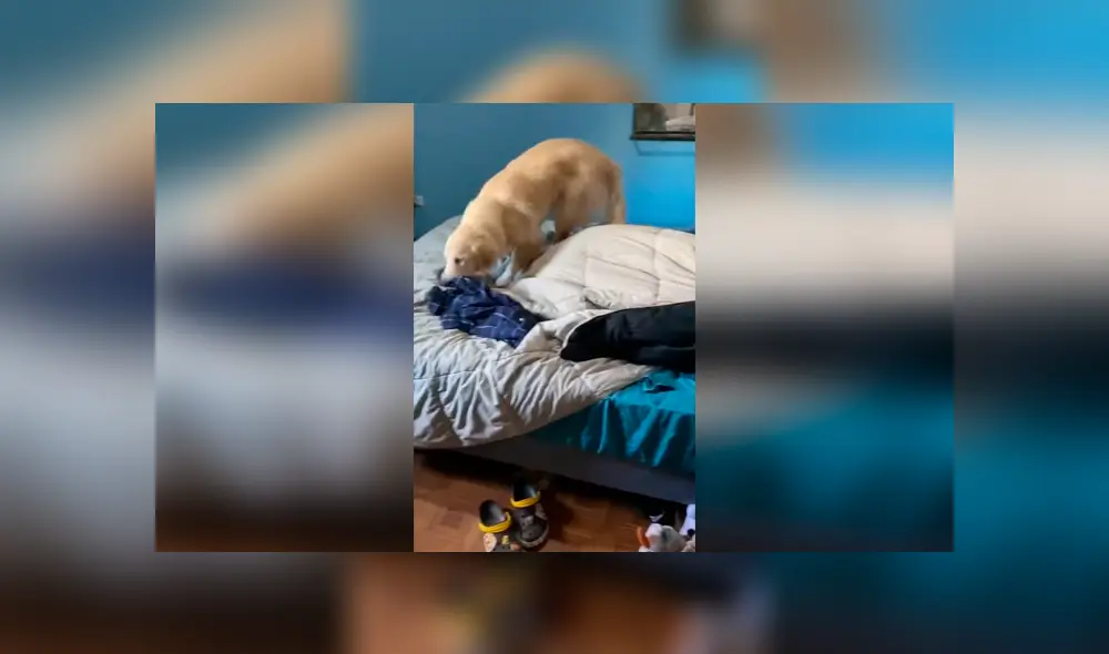 Desliza las imágenes hacia la izquierda para apreciar el singular método que aplicó un perro para despertar a su amo. Foto: Captura.