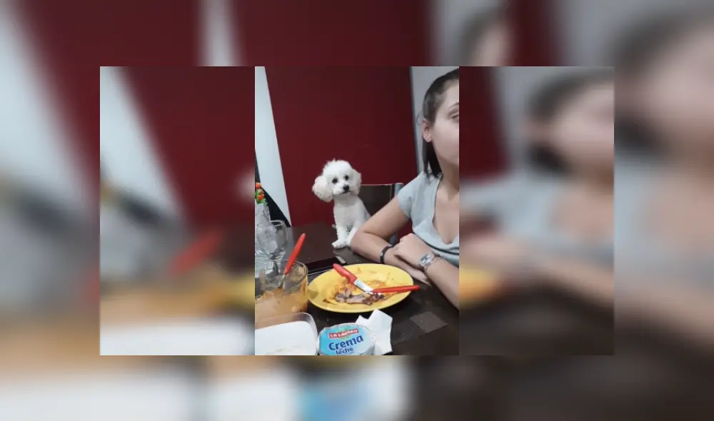 Desliza hacia la izquierda para ver más imágenes del singular comportamiento de este perrito para llamar la atención de su dueña. (Foto: captura / TikTok) Desliza hacia la izquierda para ver más imágenes del singular comportamiento de este perrito para llamar la atención de su dueña. (Foto: captura / TikTok)
