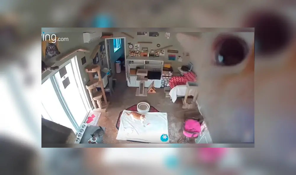 Uno de los felinos descubrió la cámara instalada en una de las locaciones y protagonizó un divertido episodio que se ha hecho viral en YouTube