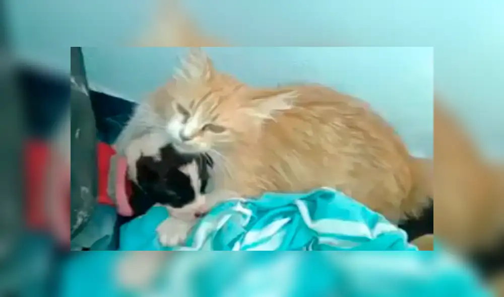 En Facebook, una chica descubrió que su mascota recogió un cachorro callejero para llevarlo a su casa. En Facebook, una chica descubrió que su mascota recogió un cachorro callejero para llevarlo a su casa.