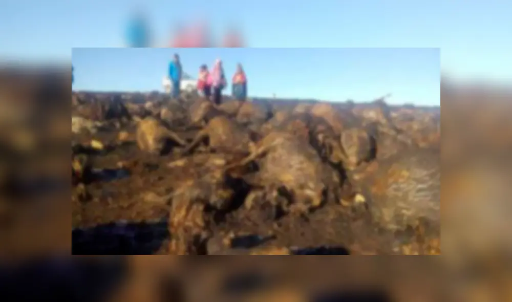 Más de 300 ovejas murieron en incendio forestal.