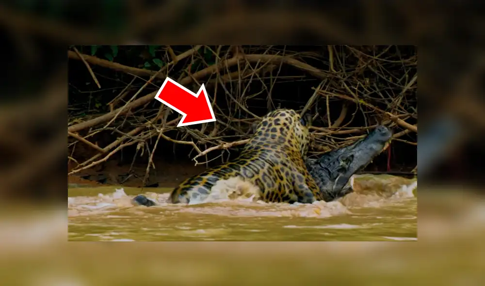 YouTube viral: Jaguar se pelea con gigantesco cocodrilo en lago y desenlace es trágico [VIDEO] 