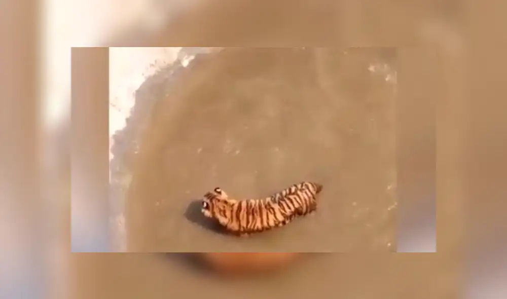 Facebook viral: Patos se burlan cruelmente de un feroz tigre, que entró a su hogar para devorarlos [VIDEO] 