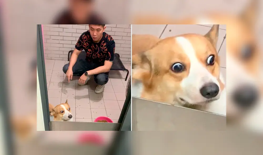 YouTube viral: perro travieso ensucia toda su casa y su reacción al ser descubierto genera risas en miles YouTube viral: perro travieso ensucia toda su casa y su reacción al ser descubierto genera risas en miles