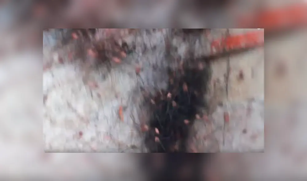 YouTube viral: Encuentra extraña bola de pelos, pero queda perplejo al ver cientos de peligrosas criaturas [VIDEO] 
