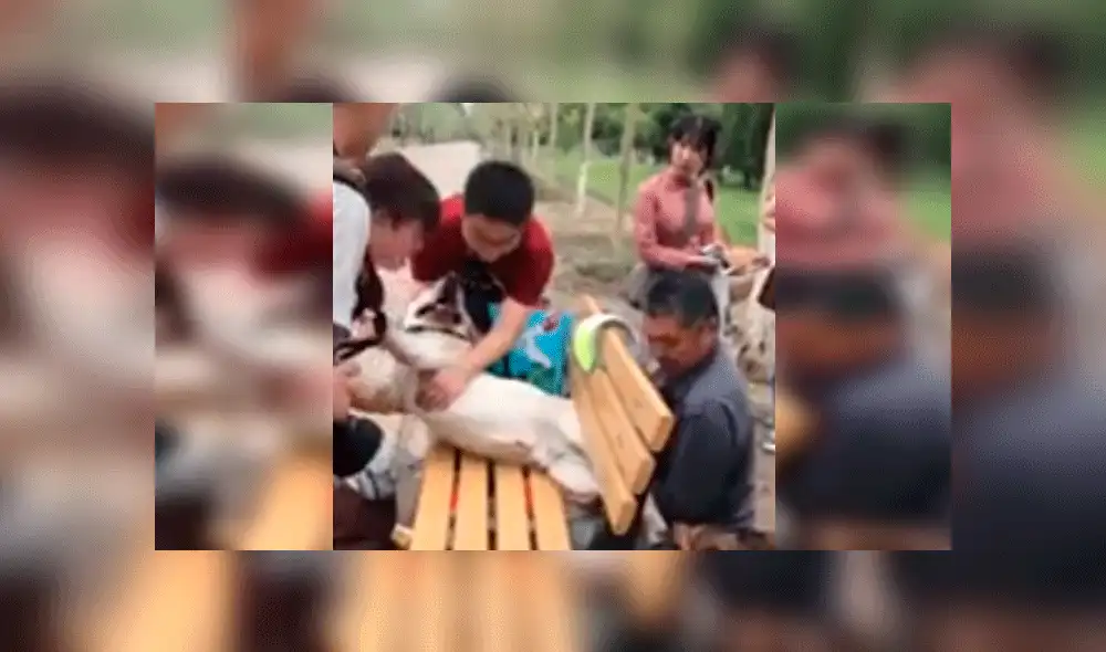 Desliza para ver las imágenes del divertido rescate. Foto: captura AsiaWire.