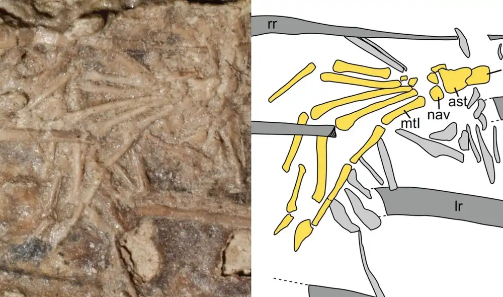 La pata fue encontrada en el fósil de un microraptor que data de hace 120 millones de años. Foto: Journal of Vertebrate Paleontology (2022)
