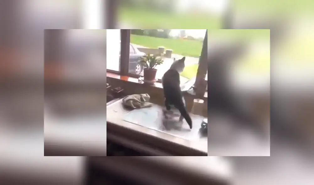 Desliza las imágenes para conocer la inesperada acción de un gato para escapar de las garras de un perro. Foto: Captura.