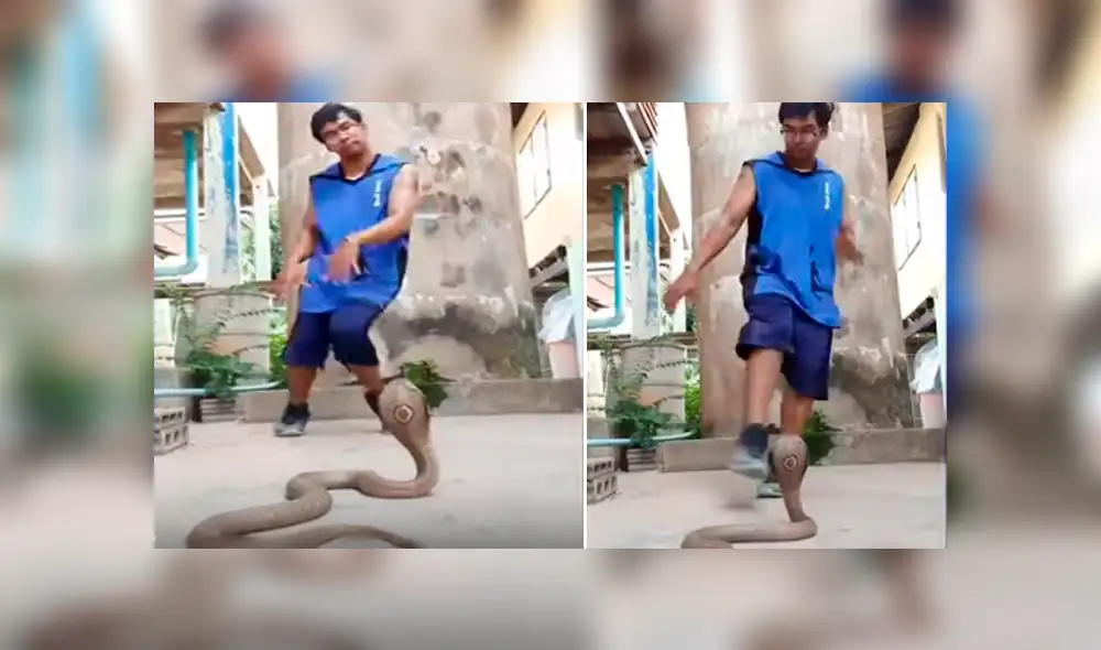 Desliza hacia la izquierda para ver el inusual baile que hizo el hombre para hipnotizar a una serpiente. Video viral de YouTube. Desliza hacia la izquierda para ver el inusual baile que hizo el hombre para hipnotizar a una serpiente. Video viral de YouTube.
