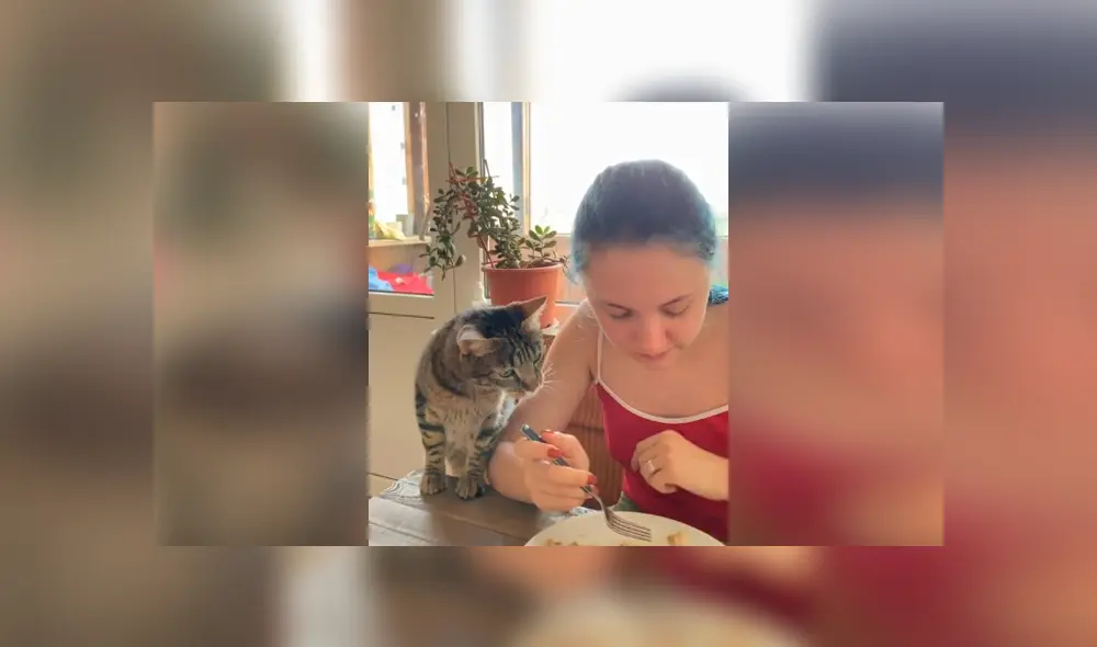 Desliza las imágenes hacia la izquierda para apreciar la acción de un gato para que su dueña le invite comida. Foto: Captura. Desliza las imágenes hacia la izquierda para apreciar la acción de un gato para que su dueña le invite comida. Foto: Captura.