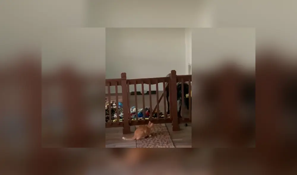 Desliza las imágenes para observar la dura lección que dio un gato para detener la molestia de un perro.