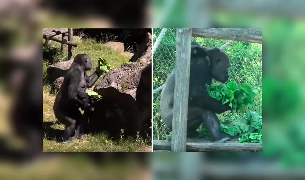 Un video viral de Facebook registró el instante en que una gorila hembra recolectó toda la lechuga de su hogar y se lo devoró sola por el exquisito sabor que le encontró al vegetal.
