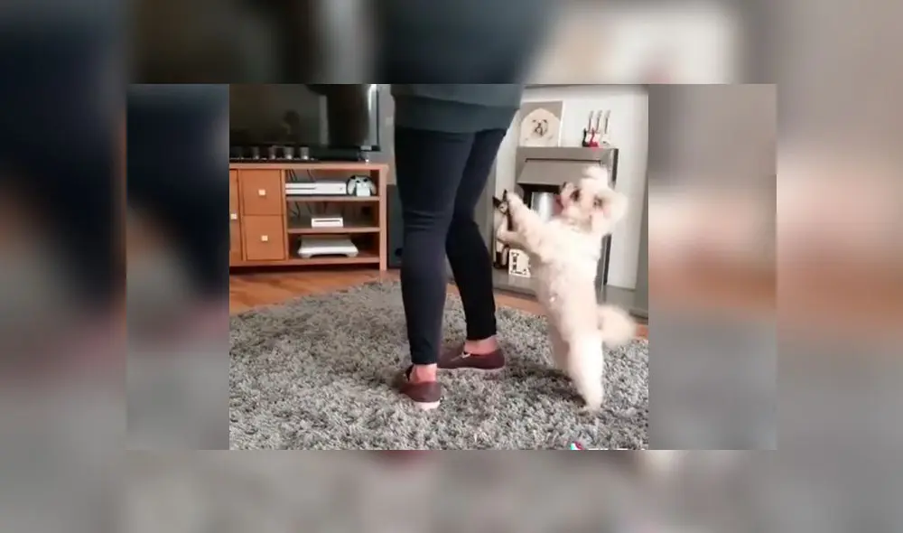 Desliza las imágenes para ver la curiosa escena que protagonizó un perro bebé con su dueña en pleno reto de baile. Foto: thetrickstarsuk Desliza las imágenes para ver la curiosa escena que protagonizó un perro bebé con su dueña en pleno reto de baile. Foto: thetrickstarsuk