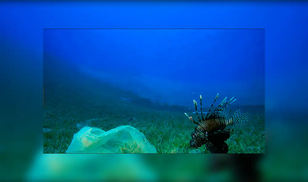 YouTube viral: Explorador se mete al fondo del mar y descubre extrañas criaturas marinas [VIDEO] 