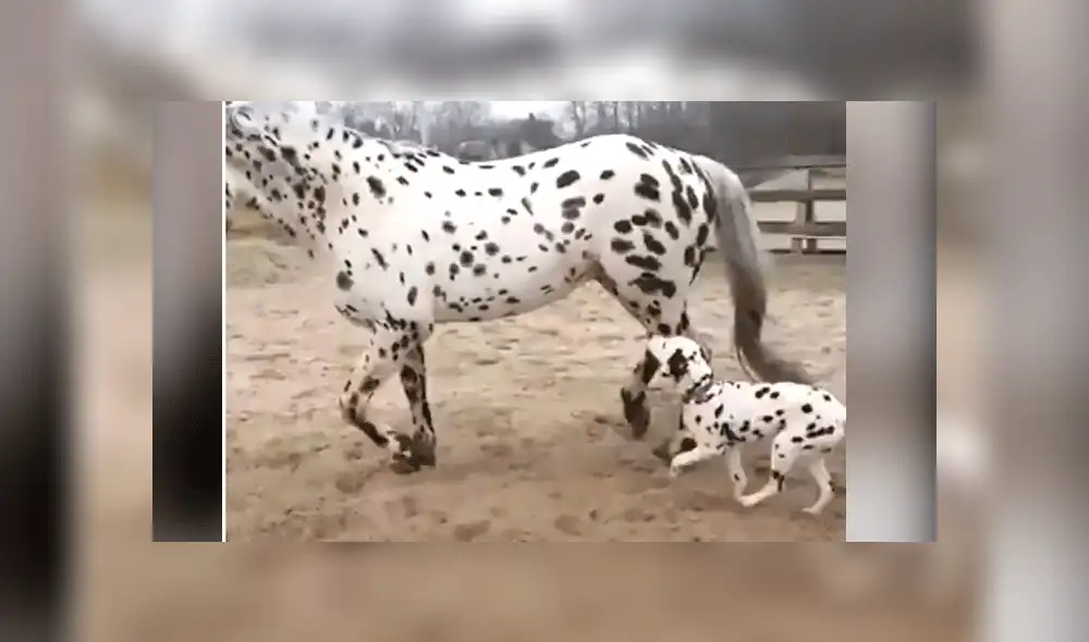 Facebook viral: perro dálmata conoce a caballo 'leopardo' y tiene increíble reacción [VIDEO]