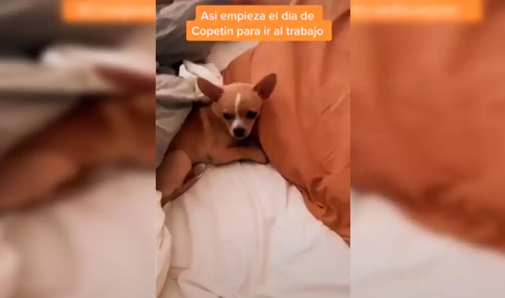 Desliza las imágenes para apreciar la tierna conducta de un perro con los compañeros de trabajo de su dueña. Foto: Captura de Facebook