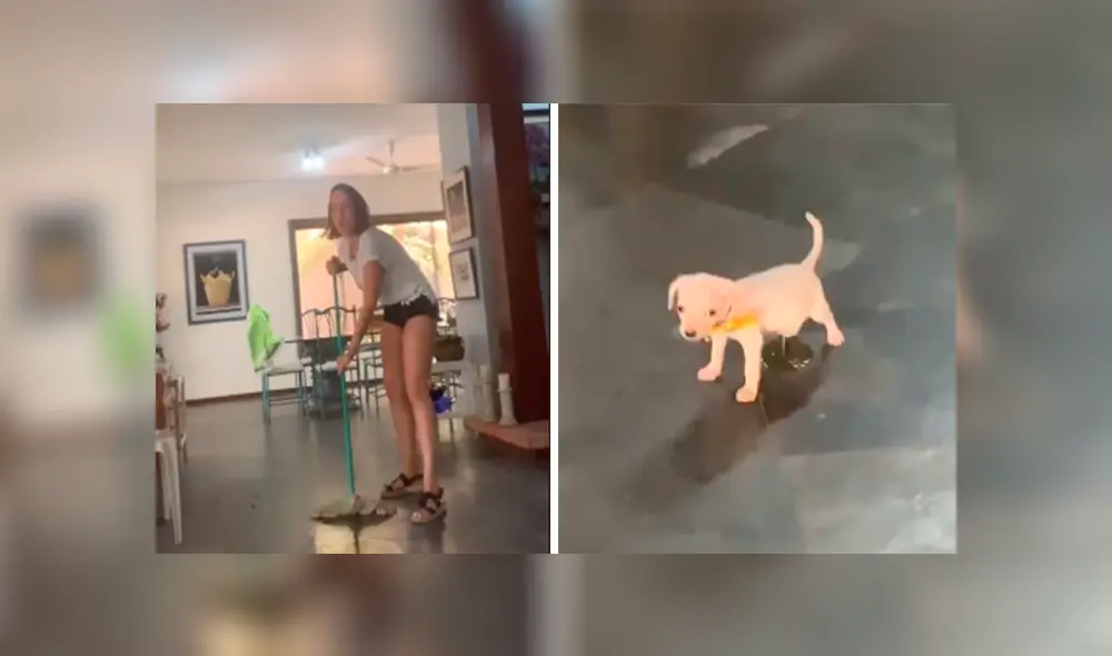 Desliza las imágenes para observar la travesura que cometió un cachorro cuando su dueña terminó de limpiar. Desliza las imágenes para observar la travesura que cometió un cachorro cuando su dueña terminó de limpiar.