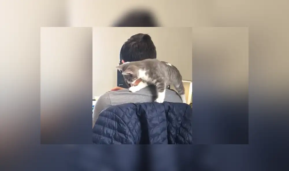 A través de YouTube se hizo viral el divertido momento en que un gato interrumpe a su dueño mientras trabaja.