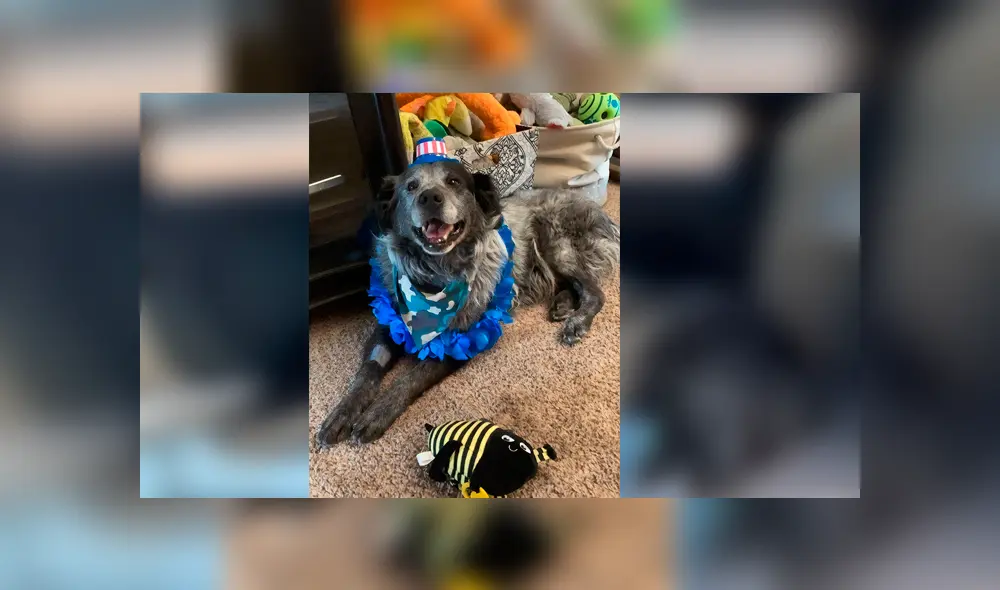 Desliza para ver el nuevo aspecto de este perro que conmovió a todos en Facebook. Foto: Captura. Desliza para ver el nuevo aspecto de este perro que conmovió a todos en Facebook. Foto: Captura.