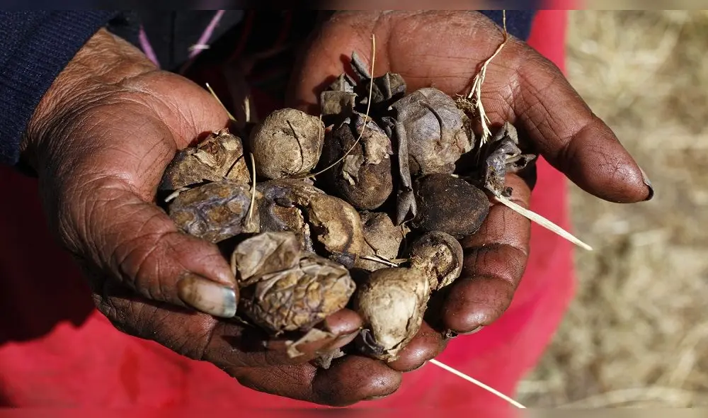 Chuño, alimento milenario producido a bajas temperaturas en Puno. Foto: Carlos Cisneros.