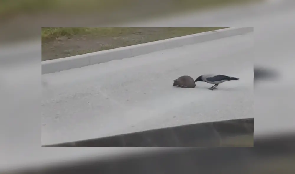 Mediante YouTube se hizo viral el momento en que un cuervo le brinda una supuesta ayuda a un erizo para cruzar una calle. Mediante YouTube se hizo viral el momento en que un cuervo le brinda una supuesta ayuda a un erizo para cruzar una calle.