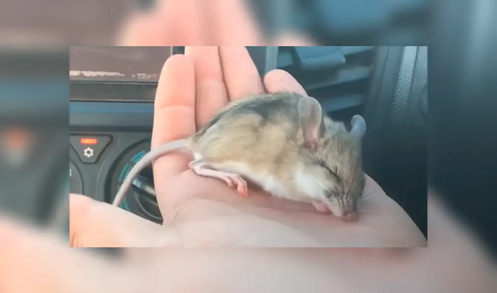 En YouTube, un chico aplicó un singular método para revivir a un pequeño ratón moribundo en el desierto. En YouTube, un chico aplicó un singular método para revivir a un pequeño ratón moribundo en el desierto.