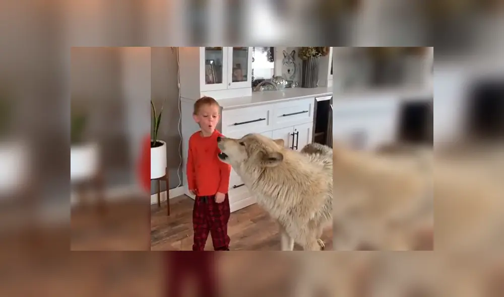 En YouTube, un pequeño sorprendió al seguir las indicaciones de un gigantesco lobo que le enseñaba aullar.