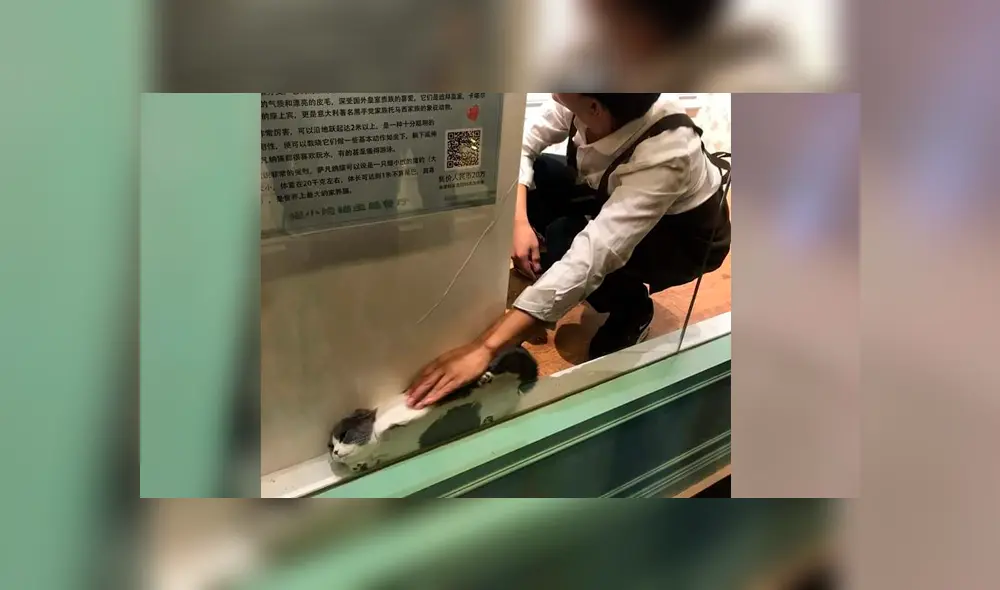 Facebook: Gato se vuelve viral por quedarse atrapado en vitrina de un local [FOTOS]