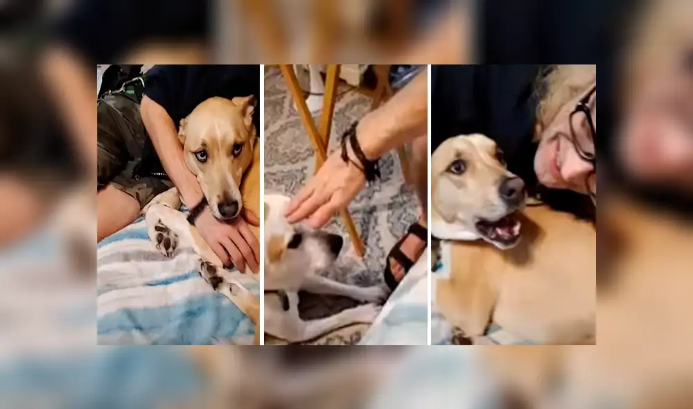 Desliza las imágenes para apreciar el furioso comportamiento de un perro al no tolerar que su dueño acaricie a otro animal.