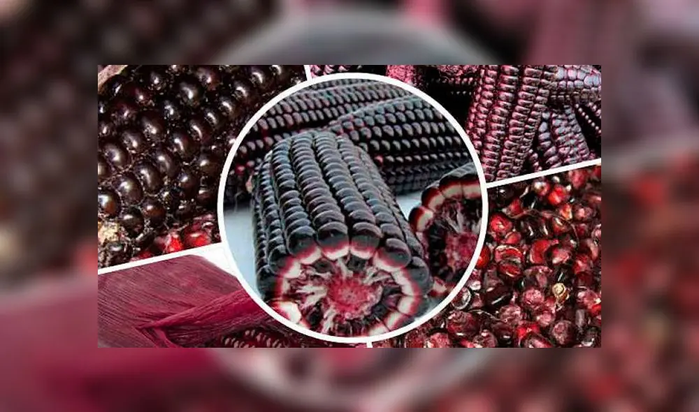 maíz morado maíz morado