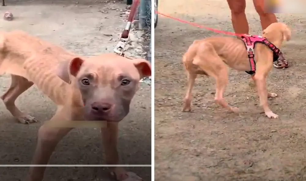 Desliza las imágenes para ver la tierna reacción de Grace al ser rescatada de la calle. Foto: Facebook Desliza las imágenes para ver la tierna reacción de Grace al ser rescatada de la calle. Foto: Facebook