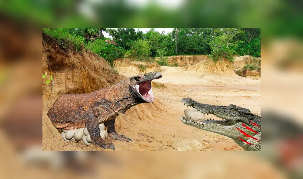 YouTube viral: cocodrilo se apodera de los huevos de un dragón de komodo luego de una brutal pelea