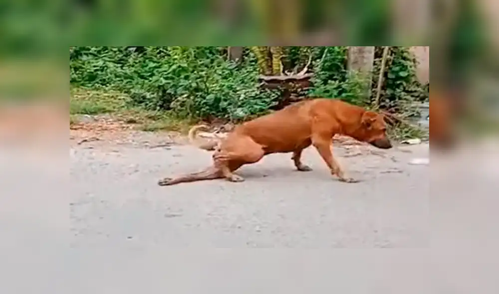 La perrita finge estar lesionada por una insólita razón que te conmoverá. Foto: captura