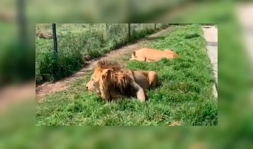El video viral de Facebook registró el momento en que un enfurecido león atacó a su amo.