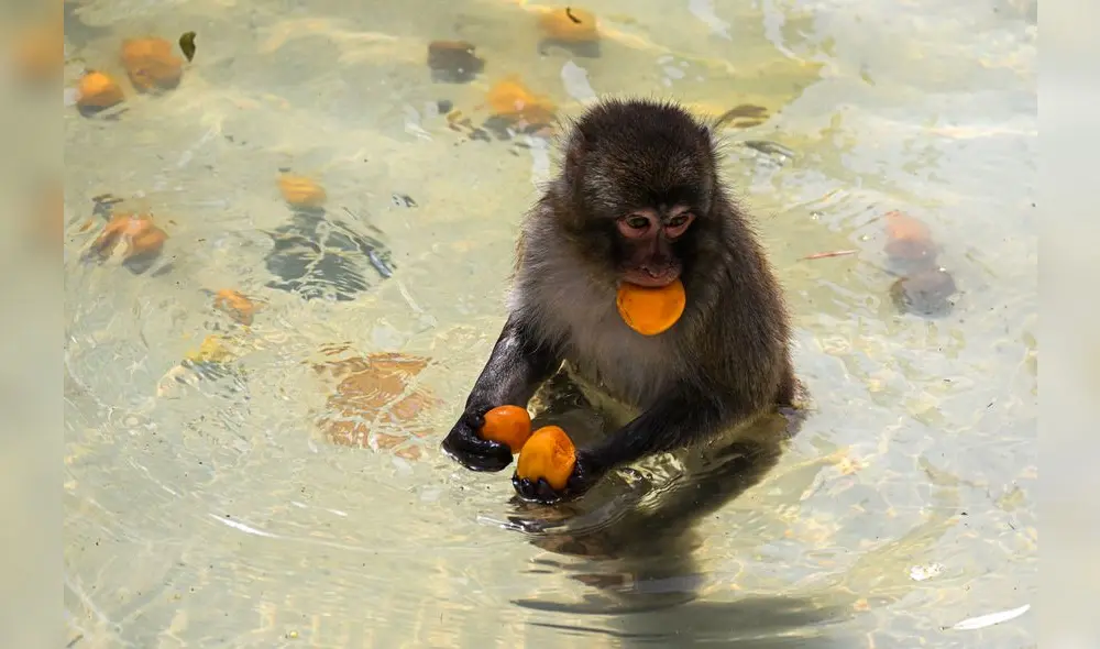 Científicos han observados que un grupo de monos en Indonesia emplean rocas para frotar sus zonas genitales y así excitarse. Foto: AFP