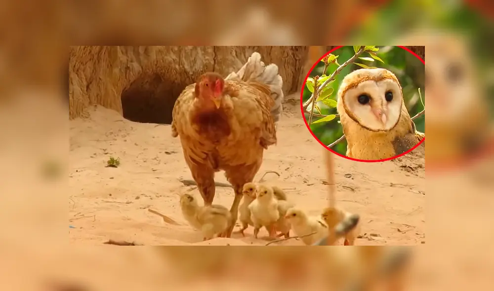 YouTube viral: una furiosa gallina defendió a sus pollitos del ataque de un búho [VIDEO] 